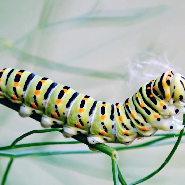 Cute little animals: whale, cow, owl, lynx, wolf /Animal Moments/Animal sounds