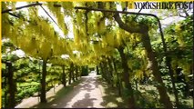 Temple Newsam grounds are looking spectacular this spring as their Laburnum arches in the South Gardens are in full yellow blooms