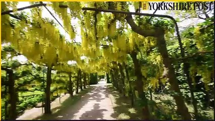 Temple Newsam grounds are looking spectacular this spring as their Laburnum arches in the South Gardens are in full yellow blooms