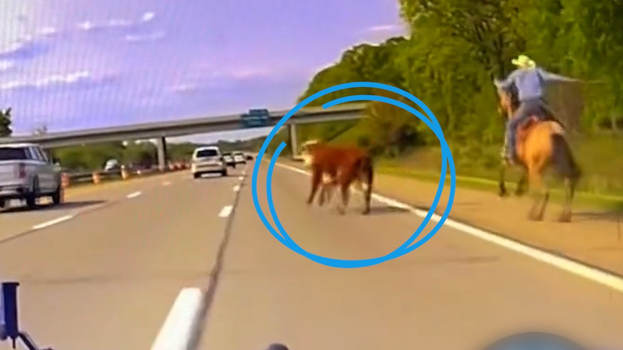 États-Unis : un cow-boy poursuit une vache en fuite sur l’autoroute