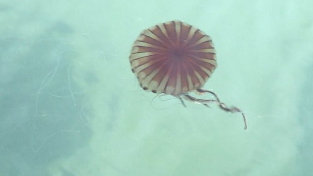 Marmara Denizi’nde ‘Pusula Denizanası’ tehdidi