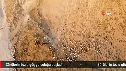 Sürülerin tozlu göç yolculuğu başladı