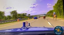 Watch the moment cowboy lassos runaway cow in dramatic highway chase