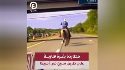 مطاردة بقرة هاربة على طريق سريع في أمريكا