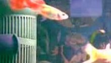 Mes deux guppy