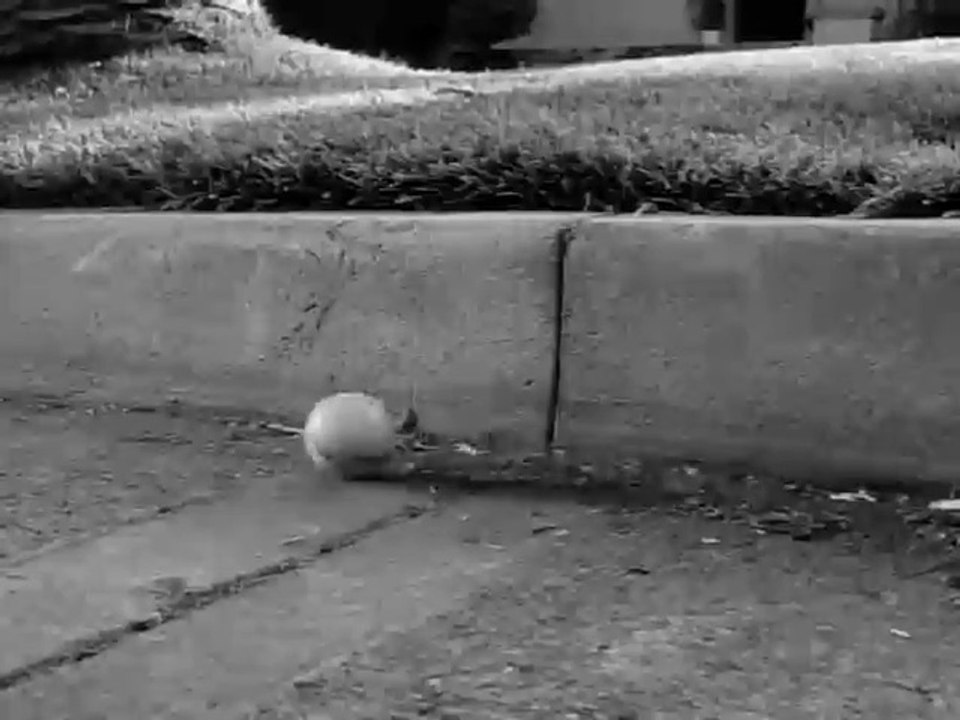 Frankenweenie   1