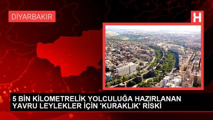 5 BİN KİLOMETRELİK YOLCULUĞA HAZIRLANAN YAVRU LEYLEKLER İÇİN 'KURAKLIK' RİSKİ