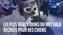 Les plus beaux looks du Met Gala recréés pour des chiens