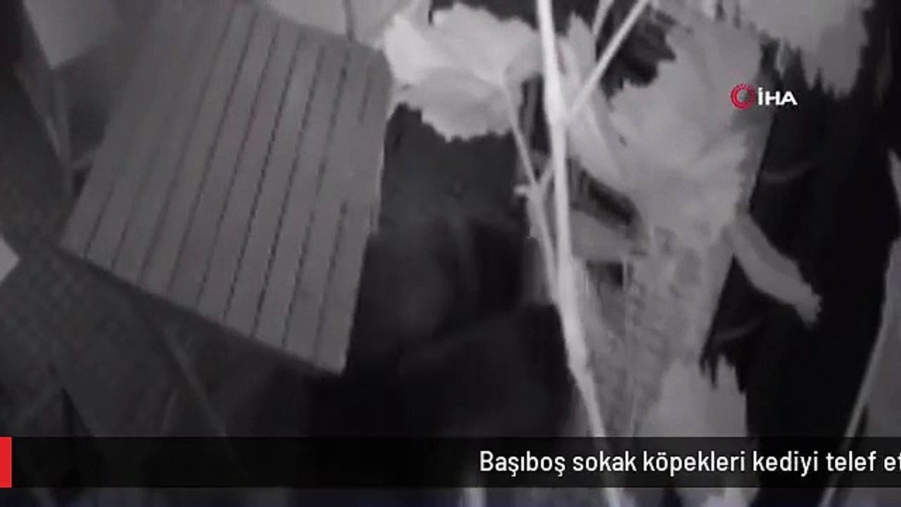 Başıboş sokak köpekleri kediyi telef etti