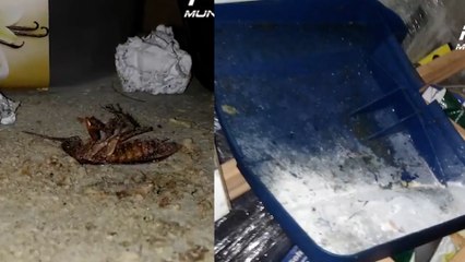 ¡Alerta en Madrid! Restaurante en Fuencarral cerrado por presencia de cucarachas, grasa y moho 🛑