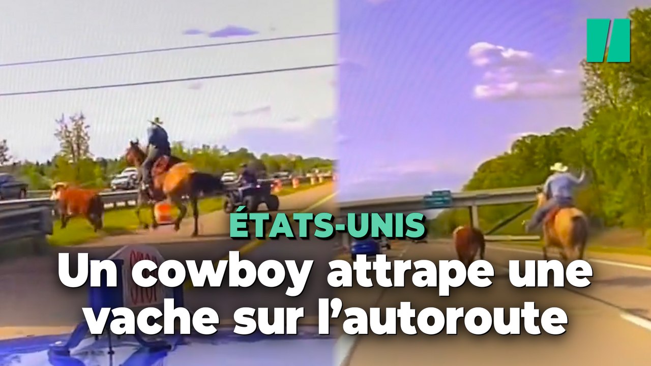 Aux États-Unis, un cowboy attrape au lasso une vache sur l’autoroute