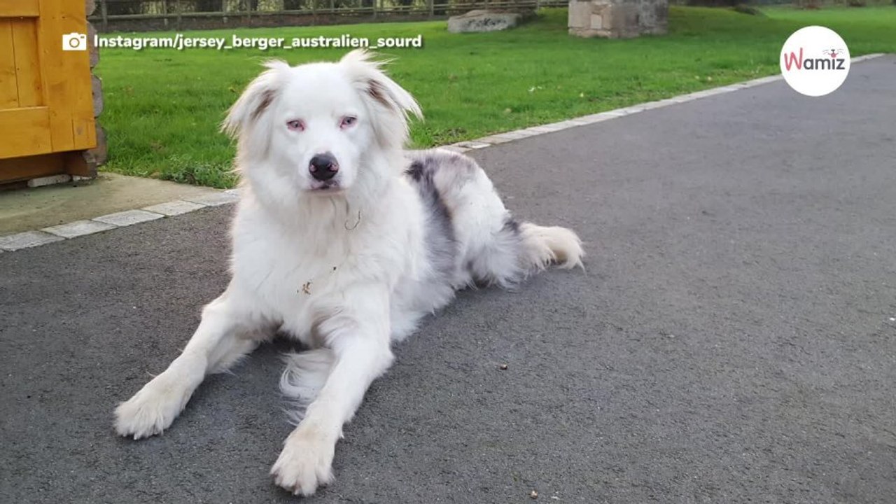 Chiens double merle : retour sur les dangers de l’élevage de chiens de couleur merle