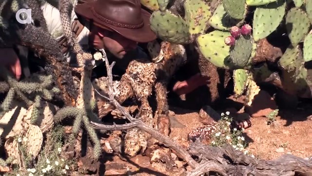 The Gila Monster - AMAZING Venomous Lizard Encounter!