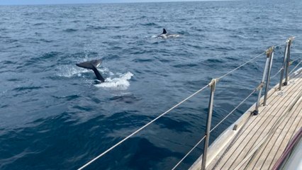 « Une heure sous les coups de boutoir » : la frayeur du skipper Sébastien Destremau attaqué par un groupe d'orques