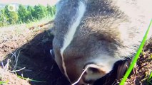 The Badger Whisperer - Face to Face with the American Badger!