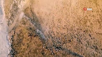 Bu görüntüler Afrika'dan değil, Doğu Anadolu'dan geldi