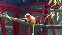 New walk-through reserve opens at Yorkshire Wildlife Park with critically endangered monkeys