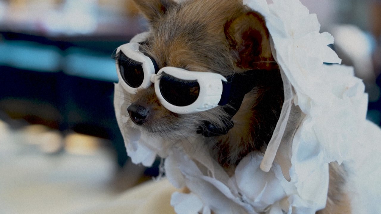 New York : après le Met Gala, au tour des chiens de défiler avec des costumes emblématiques