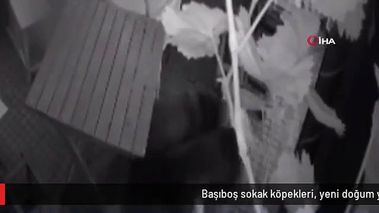 Başıboş sokak köpekleri, yeni doğum yapan kediyi telef etti