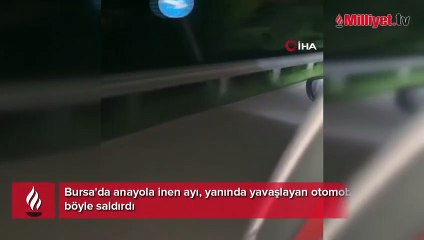 Bursa'da anayola inen ayı, yanında yavaşlayan otomobile böyle saldırdı