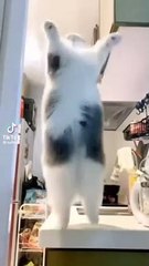 Patli Kamariya Mor Hai Hai - Cat dance