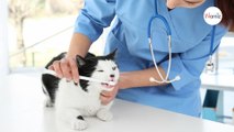 5 choses à savoir sur les dents des chats