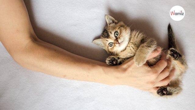 Pourquoi mon chat n'aime pas les caresses sur le ventre ?