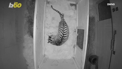 Watch: This Tiger Cub Takes First Steps