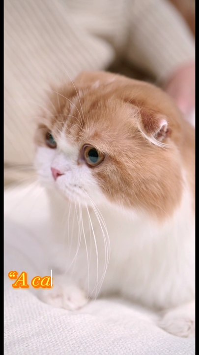 Beautiful Cat || Cat quotes || love animals