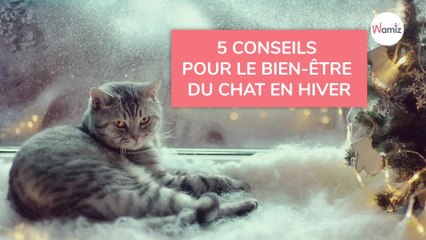 Le chat en hiver : 5 conseils pour son bien-être