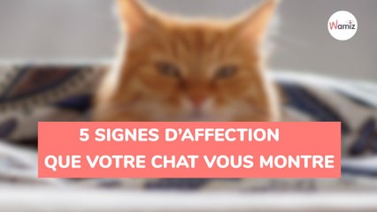 Quand un chat vous choisit, il montre ces 5 signes d'affection
