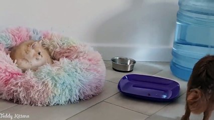 Kitten Simba took Arnold's bed