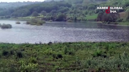 Göç esnasında göle kondu, Bolu'da ilk kez görüldü