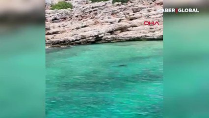 Antalya'da bir anda ortaya çıktılar, görenler kameraya sarıldı