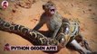 12 unglaubliche Kämpfe mit großen Schlangen