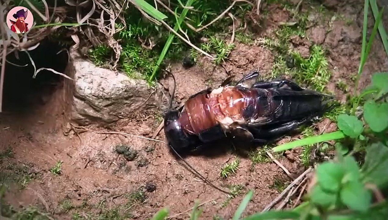 15 eklige Arten der Häutung bei verschiedenen Tierarten