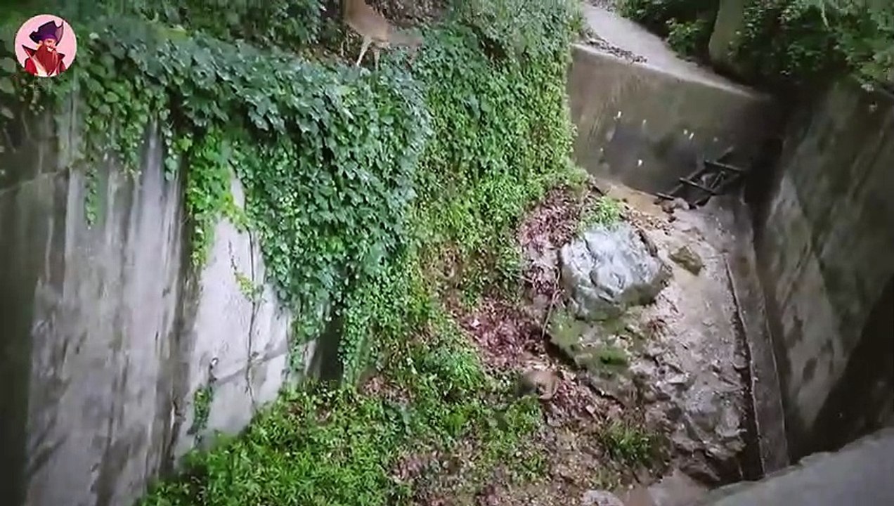 15 Epische Und Tödliche Jagden Wilder Tiere