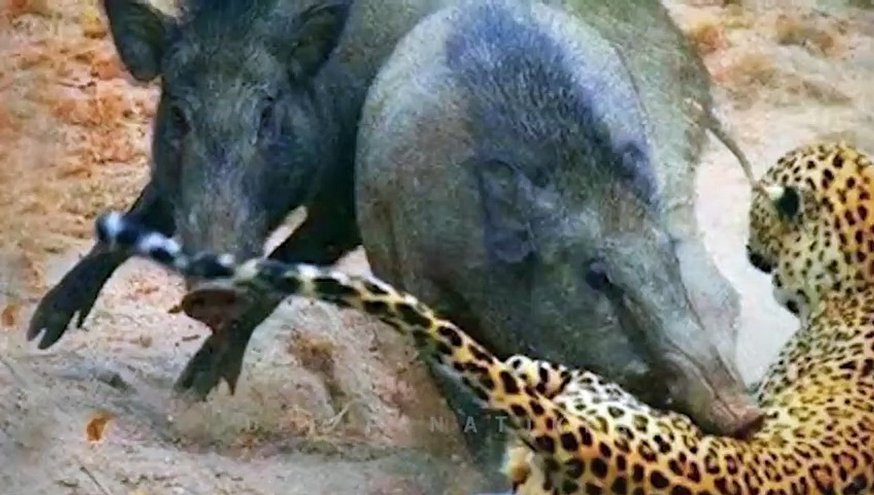 15 furchtlose Wildtiere zeigen ihre Kräfte