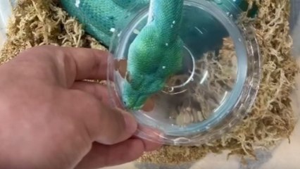 GORGEOUS Green Tree Python gets rehydrated after laying an egg
