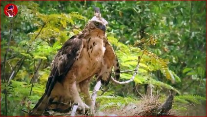 15 Mal Zogen Tiere Eine Andere Art Auf