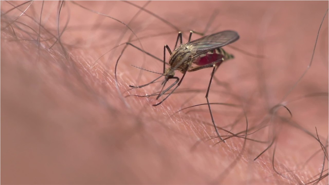 Stechmücken: Mit diesem Tipps halten Sie die Insekten ab