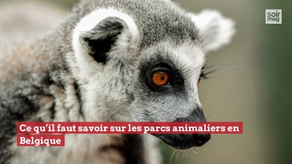 Ce qu'il faut savoir sur les zoos en Belgique
