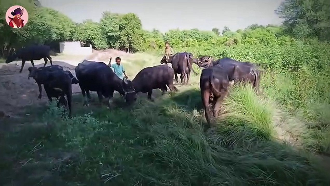 15 Mal Betreten Nashörner Und Büffel Die Bühne!