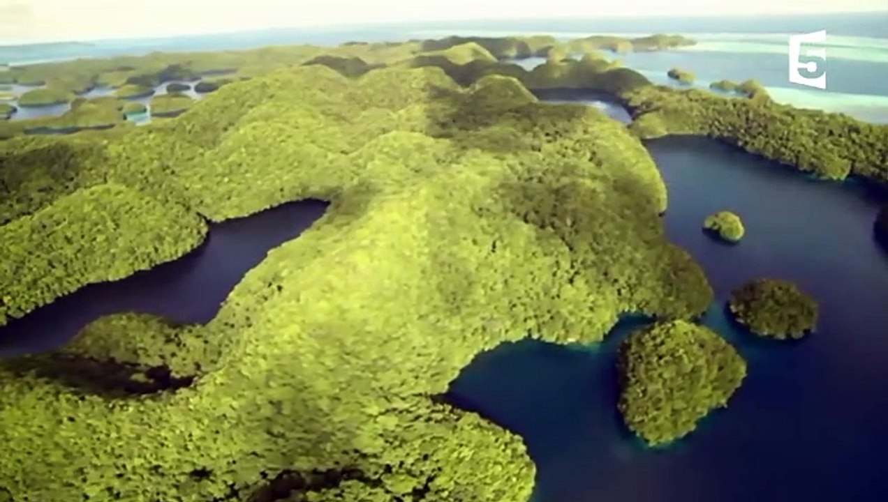 10 millions de méduses dans un seul lac ! - ZAPPING SAUVAGE
