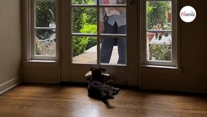 Le chat a une habitude très spéciale chaque matin : 448K internautes sont jaloux de son humain (vidéo)