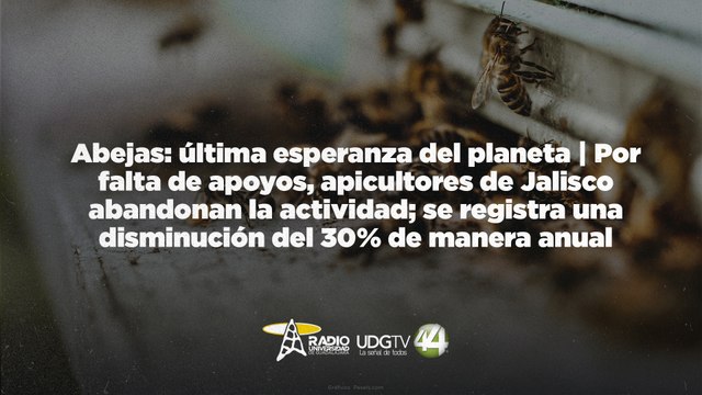 Abejas: última esperanza del planeta| Por falta de apoyos, apicultores de Jalisco dejan la actividad