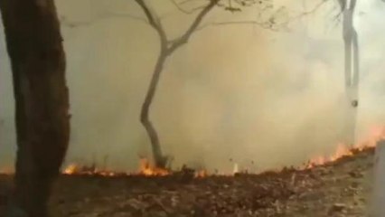 सीधी: जंगल में लगी आग ने मचाया कोहराम, वनस्पति सहित जीव जंतु का हो रहा नुकसान