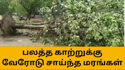 Descargar video: சேலம்: பலத்த காற்றுக்கு வேரோடு சாய்ந்த மரங்கள்!