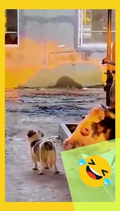 Funny Videos #2