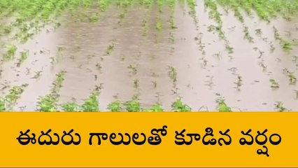 నారాయణఖేడ్: భారీ వర్షాలు.. నీటమునిగిన పంటలు..!